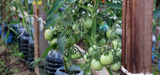 Как подвязывать помидоры в теплице: лучшие способы Как правильно подвязывать помидоры в теплице